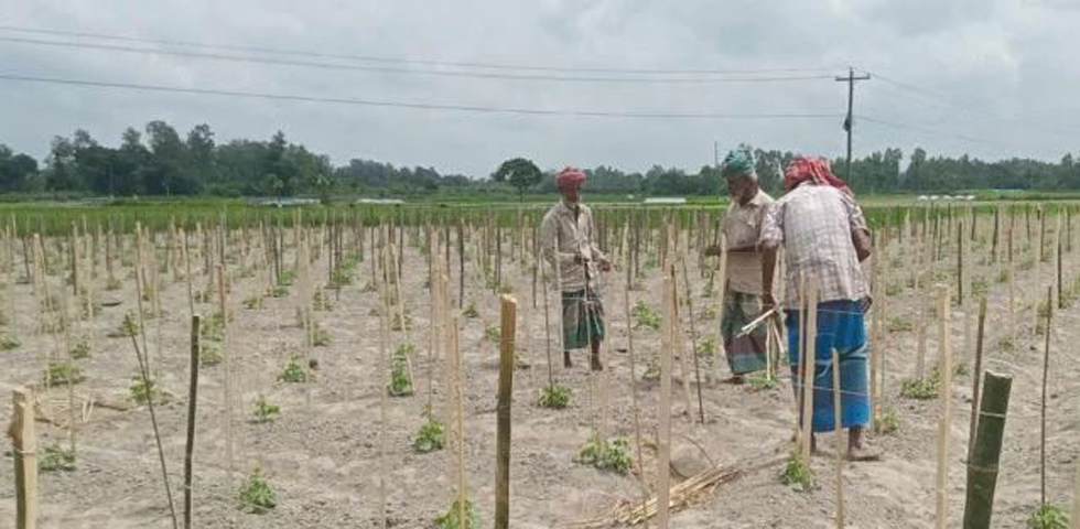 বিরামপুরে আগাম শীতের সবজি চাষে কৃষকদের বেড়েছে ব্যস্ততা
