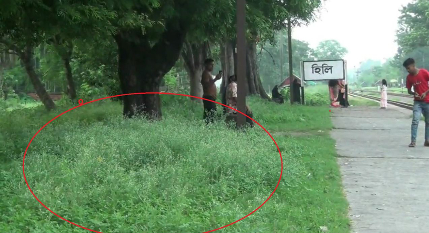 হিলি রেলওয়ে স্টেশন এলাকায় ছড়িয়ে পড়েছে বিষাক্ত পার্থেনিয়াম আগাছা