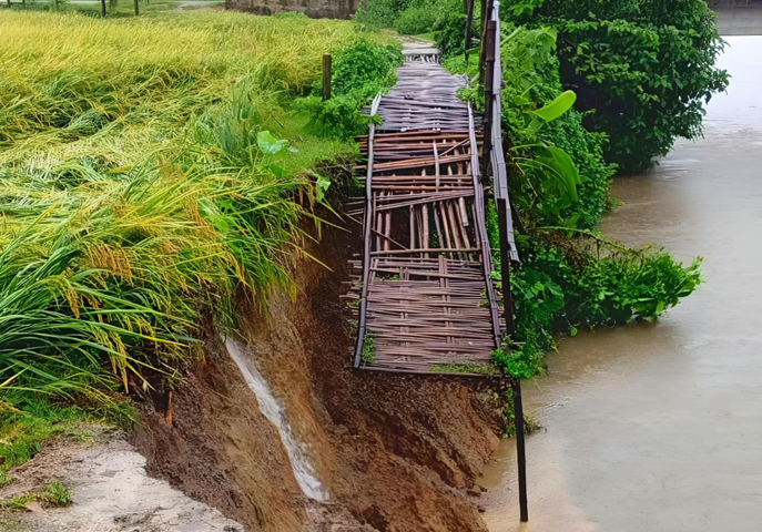 বীরগঞ্জে টানা বর্ষণে বাঁশের সাঁকো ভেঙ্গে দুর্ভোগে এলাকাবাসী
