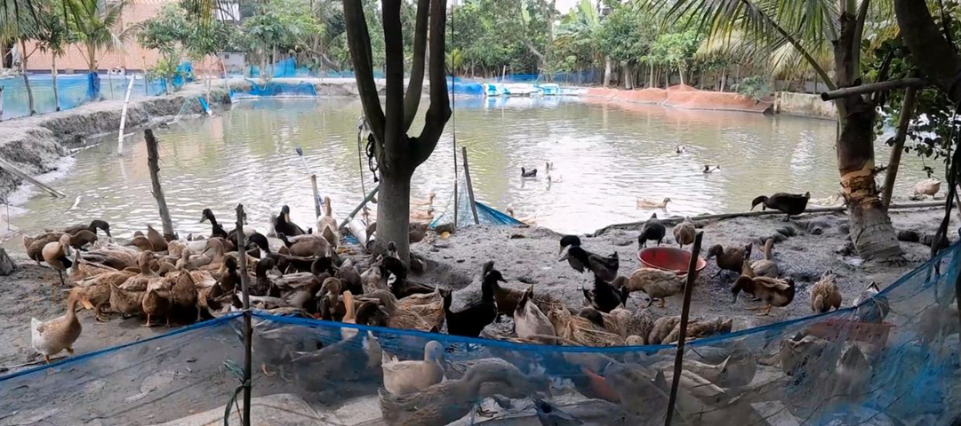 গোবিন্দগঞ্জে বাড়ী চার পাশের জমি কাজে লাগিয়ে স্বামী-স্ত্রীর খামার, স্থানীয়দের কাছে মডেল :  ৪০ জাতের আম আর ১০ জাতের কাঁঠাল ছাড়াও রয়েছে মাছ চাষ, গরু, হাঁস আর মুরগি পালন