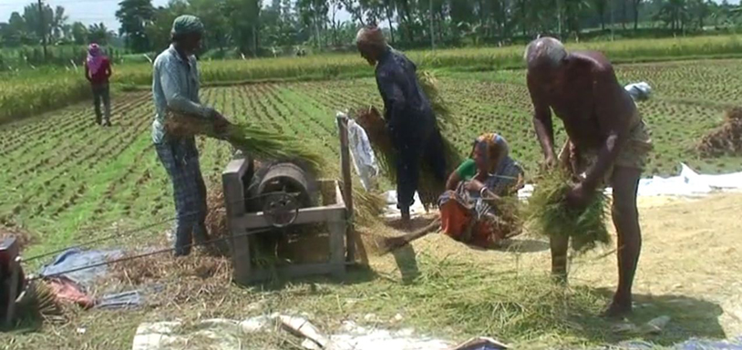 গোবিন্দগঞ্জে মাঠে মাঠে আউশ ধান কাটাই মাড়াইয়ে ব্যস্ত কৃষকর : কম খরচে অধিক ফলনে কৃষকের মুখে হাসি