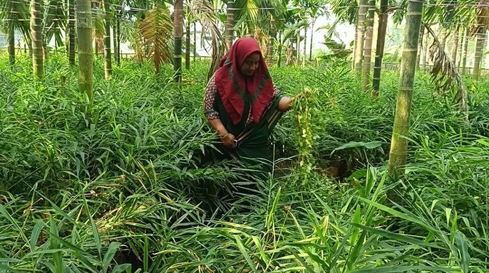 পরিত্যক্ত জমিতে আদা চাষে সফল ময়না বেগম