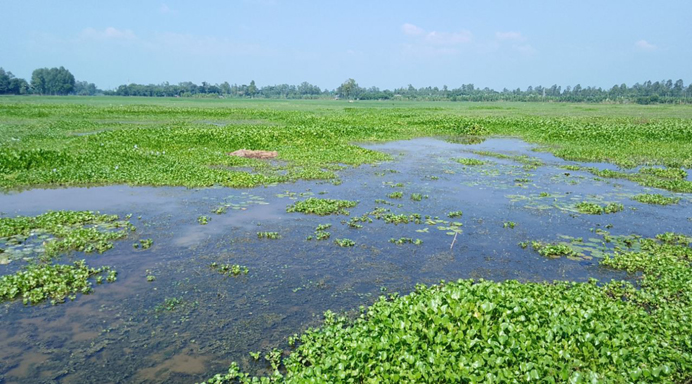ফুলবাড়ীতে জমি থেকে উচু করে সাড়ে ৫৫ লাখ টাকা ব্যয়ে ক্যানেল নির্মাণ করায় পানির নিচে তলিয়ে থাকছে দেড় হাজার বিঘা আবাদি জমি :  এলাকার কৃষকরা বছরে সাড়ে সাত কোটি টাকা মূল্যের ফসল উৎপাদন থেকে বঞ্চিত হচ্ছেন