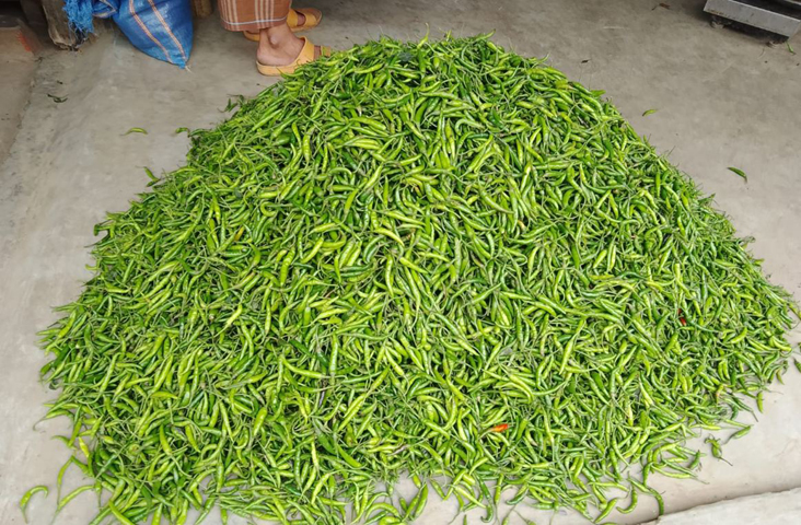 হিলিতে কেজি প্রতি ১৬০ টাকা কমেছে কাঁচামরিচের দাম