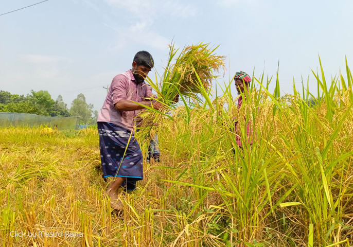 স্বল্পমেয়াদি উচ্চ ফলনশীল ধান ঘরে তুলছেন চাষীরা