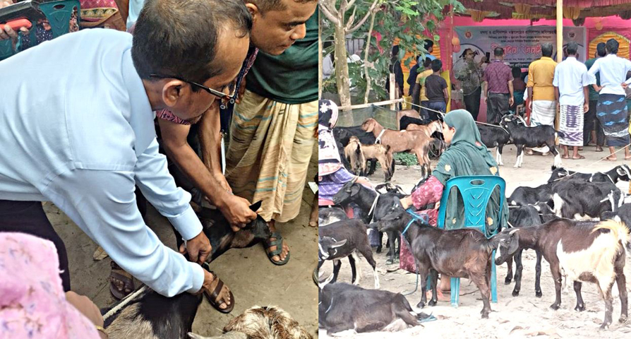পিপিআর ও খুরা রোগ নির্মূল প্রকল্পের আওতায় বিনামূল্যে ছাগল-ভেড়াকে পিপিআর টিকাদান কর্মসূচির উদ্বোধন