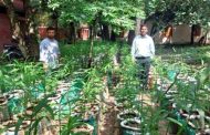 আক্কেলপুরে বস্তায় আদা চাষ