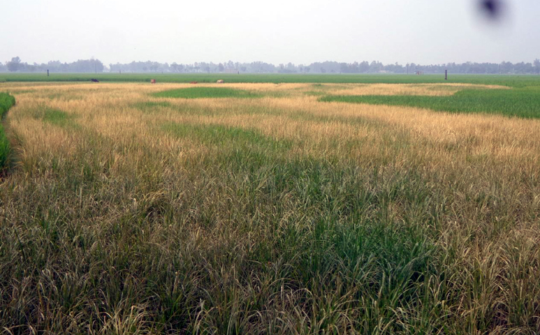 ফুলবাড়ীতে দাহ্য পদার্থ ছিটিয়ে চার বিঘা জমির ধান ক্ষেত বিনষ্টের অভিযোগ