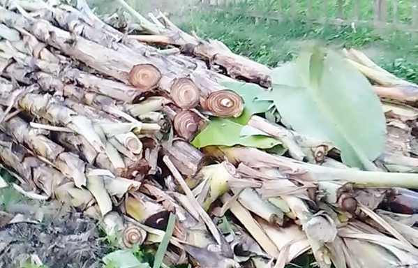 গোবিন্দগঞ্জে বাড়ীর বাস্তুভিটা বিক্রি না করায় জমির পরিপক্ক কলা গাছ কেটে আড়াই লাখ টাকার ৩০০ সমূদয় কলা নিয়ে গেছে প্রভাবশালীরা