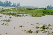 বগুড়ার সারিয়াকান্দিতে বাড়ছে বাঙালি কমছে যমুনার পানি, নিমজ্জিত ফসল