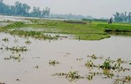 বগুড়ার সারিয়াকান্দিতে বাড়ছে বাঙালি কমছে যমুনার পানি, নিমজ্জিত ফসল