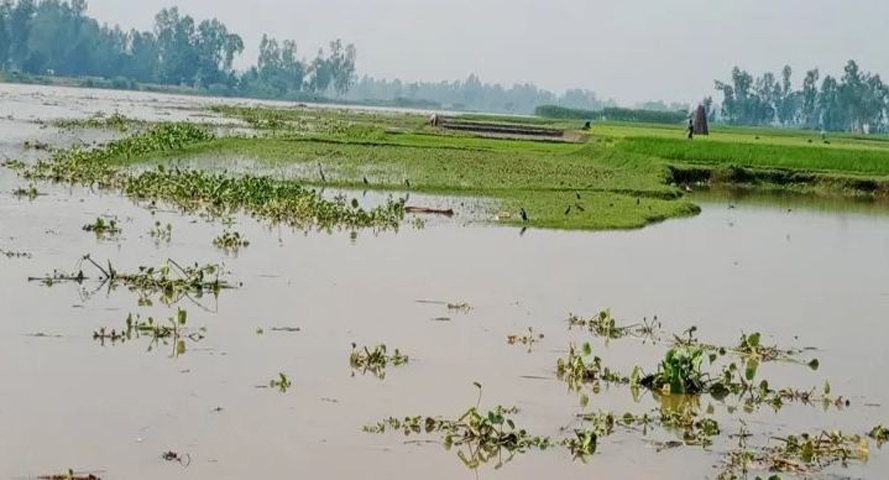 বগুড়ার সারিয়াকান্দিতে বাড়ছে বাঙালি কমছে যমুনার পানি, নিমজ্জিত ফসল