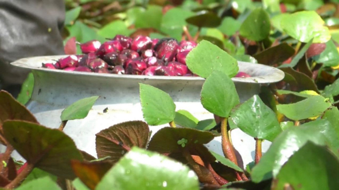 সিংড়ায় বাণিজ্যিকভাবে বাড়ছে পানিফলের চাষ, লাভবান হচ্ছেন কৃষক