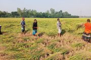 ধান কাটতে মাঠে ব্যস্ত বীরগঞ্জের কৃষকরা