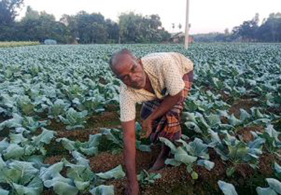 বীরগঞ্জে শীতকালীন সবজি চাষে ব্যস্ত কৃষকরা