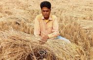 পাঁচবিবিতে কৃষকের জমির ধান চুরির অভিযোগ
