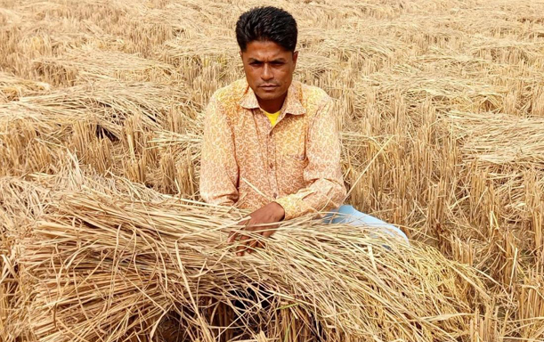 পাঁচবিবিতে কৃষকের জমির ধান চুরির অভিযোগ