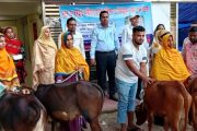 পাঁচবিবিতে বিনামূল্যে বকনা গরু বিতরণ