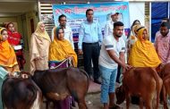 পাঁচবিবিতে বিনামূল্যে বকনা গরু বিতরণ