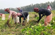 সিংড়ায় আমন ধানের ফলন কমায় উৎপাদন খরচ নিয়ে দুশ্চিন্তায় কৃষক