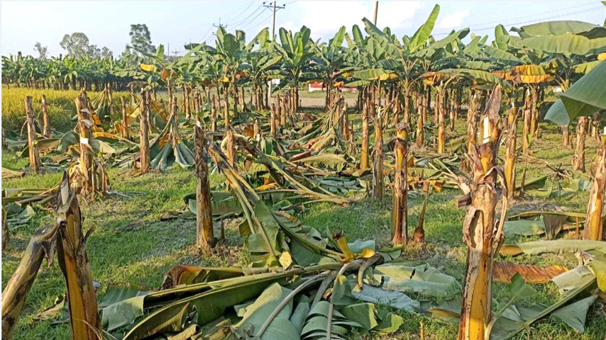 শিবগঞ্জে শত্রæতার জেরে ৩০০ কলা গাছ বলি স্বামী-স্ত্রীসহ ৩ জনের বিরুদ্ধে অভিযোগ