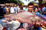 বগুড়ার শিবগঞ্জে নবান্নে শত বছরের ঐতিহ্যবাহী মাছের মেলা :  এবার মেলায় দেড় হাজার মণের বেশি মাছ কেনাবেচা হয়েছে যার আর্থিক মূল্য দুই কোটি টাকার মতো হতে পারে