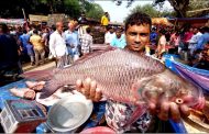 বগুড়ার শিবগঞ্জে নবান্নে শত বছরের ঐতিহ্যবাহী মাছের মেলা :  এবার মেলায় দেড় হাজার মণের বেশি মাছ কেনাবেচা হয়েছে যার আর্থিক মূল্য দুই কোটি টাকার মতো হতে পারে