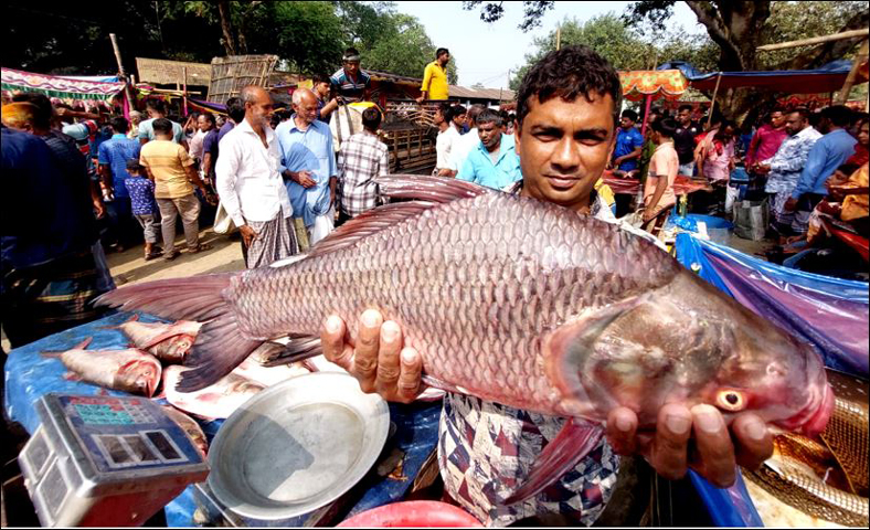 বগুড়ার শিবগঞ্জে নবান্নে শত বছরের ঐতিহ্যবাহী মাছের মেলা :  এবার মেলায় দেড় হাজার মণের বেশি মাছ কেনাবেচা হয়েছে যার আর্থিক মূল্য দুই কোটি টাকার মতো হতে পারে