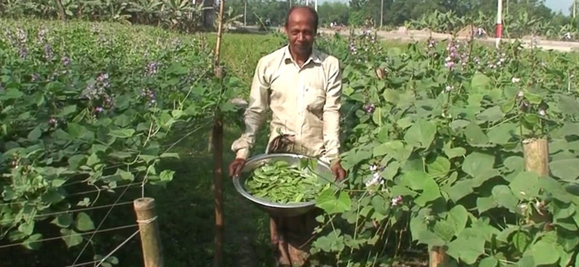 গোবিন্দগঞ্জে কৃষকদের মাঝে বাণিজ্যিক ভিত্তিতে আগাম শিম চাষে আগ্রহ বাড়ছে