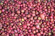 বগুড়ায় নতুন আলুর কেজি ৪০০ টাকা