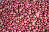 বগুড়ায় নতুন আলুর কেজি ৪০০ টাকা