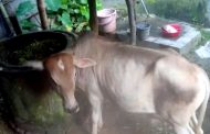 বগুড়ায় দাদনের ১০ হাজার টাকা দিতে না পারায় গরু নিয়ে গেলেন শ্রমিক নেতা