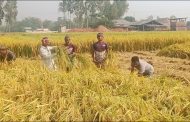 হারানোর পথে বাংলার ঐতিহ্য নবান্ন উৎসব