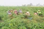 সারিয়াকান্দির চরাঞ্চলের বিখ্যাত কাঁচা মরিচ উত্তোলন শুরু