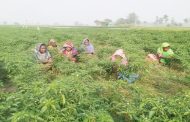 সারিয়াকান্দির চরাঞ্চলের বিখ্যাত কাঁচা মরিচ উত্তোলন শুরু