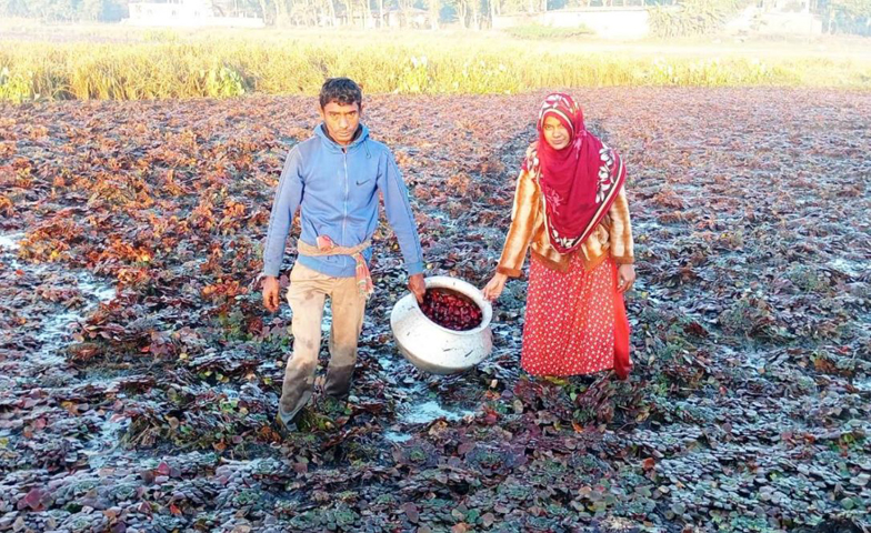 পাঁচবিবিতে পানিফল চাষে আশানুরূপ লাভবান হচ্ছেন কৃষকরা