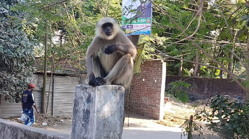খাদ্যের সন্ধ্যানে ফুলবাড়ীর বাসাবাড়ীতে অবস্থান নিচ্ছে মুখপোড়া হনুমান, খাবার দিচ্ছেন বাড়ীর মানুষজন