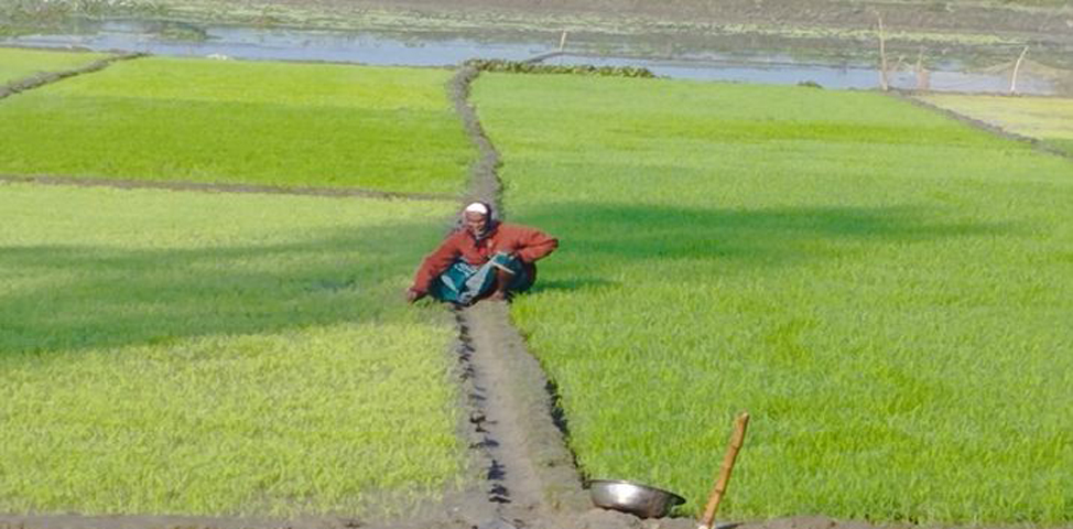 কুড়িগ্রামে কুয়াশায় বীজতলা নিয়ে শঙ্কায় কৃষক