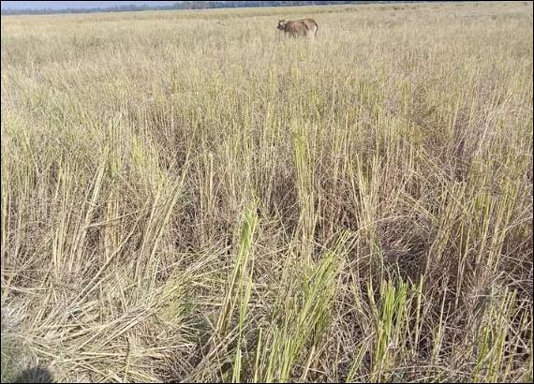 বীরগঞ্জে বিষ্ণু মন্দিরের জমির ২ লক্ষাধিক টাকার ধান কেটে নিয়েছে দুর্বৃত্তরা