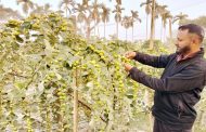 বরই চাষে সফলতার মুখ দেখছেন হোসেন