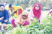 চিরিরবন্দরে আগাম জাতের আলুর ভালো ফলন ও দাম পেয়ে কৃষকেরা খুশি