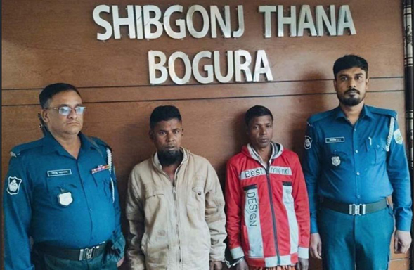 বগুড়ার শিবগঞ্জে মৃত গরু জবাইয়ের প্রস্তুতিকালে দুই কসাই গ্রেপ্তার