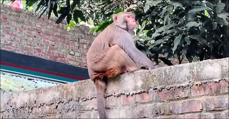 গেবিন্দগঞ্জের লোকালয়ে হঠাৎ এক বন্য বানরের আগমন