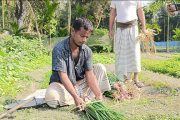কালীগঞ্জে গ্রীষ্মকালীন পেঁয়াজ চাষে কৃষকের বাজিমাত