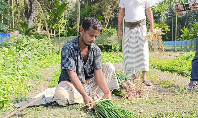 কালীগঞ্জে গ্রীষ্মকালীন পেঁয়াজ চাষে কৃষকের বাজিমাত