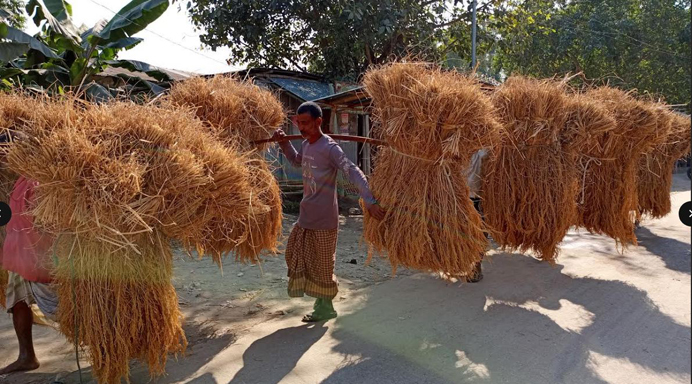 মাঠকে মাঠ সুগন্ধি জিরা ধান, দামে দুশ্চিন্তায় কৃষক :‘উৎপাদন খরচই উঠছে না এ দামে, ধান বিক্রি করে বাঁচব কী করে’