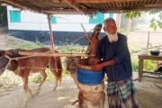 চিরিরবন্দরে ঘোড়া দিয়ে চলছে তেলের ঘানি