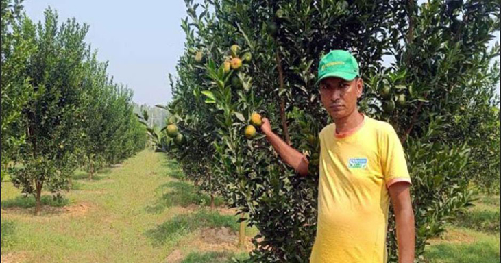 ঘোড়াঘাটে দার্জিলিং জাতের কমলা চাষ সাফল্য বদরুল আলম বুলুর
