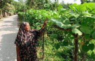 পাঁচবিবিতে রাস্তার পাশে সবজি চাষে বাড়তি আয়ের মুখ দেখছেন প্রান্তিক সবজি চাষিরা