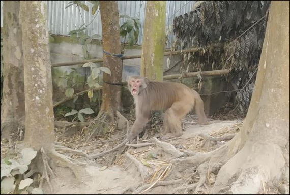 ধুনটে খাবারের সন্ধানে লোকালয়ে ঘুরে বেড়াচ্ছে দলছুট বানর